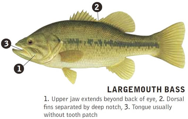 Largemouth Bass Identifying Marks