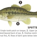 spotted-bass-identifying-marks