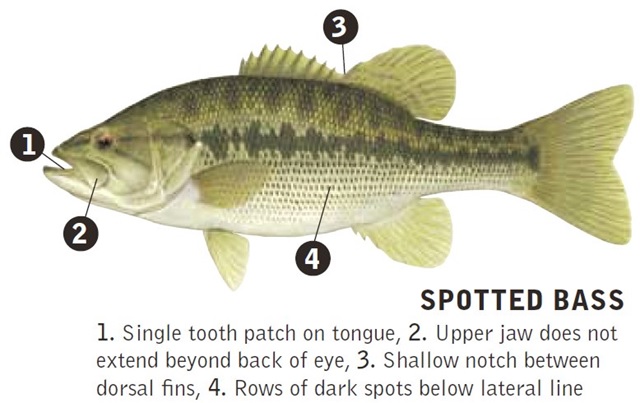 Spotted Bass Identifying Marks