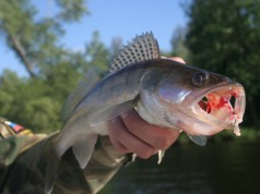 3 Way Bottom Bouncers Catch Walleye Limits