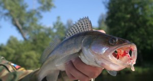 3 Way Bottom Bouncers Catch Walleye Limits