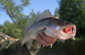 3 Way Bottom Bouncers Catch Walleye Limits