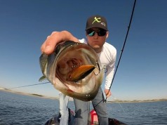 4 Types Of Crankbaits That Catch Fish 4 Types Of Crankbaits That Catch Fish