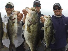 Differences Between Largemouth & Spotted Bass Differences Between Largemouth and Spotted Bass