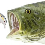 Bass sure love them some properly balanced crankbaits