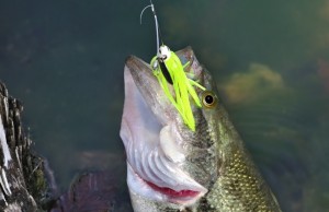 Build A Spinnerbait In 15 Easy To Follow Steps Build A Spinnerbait In 15 Easy To Follow Steps