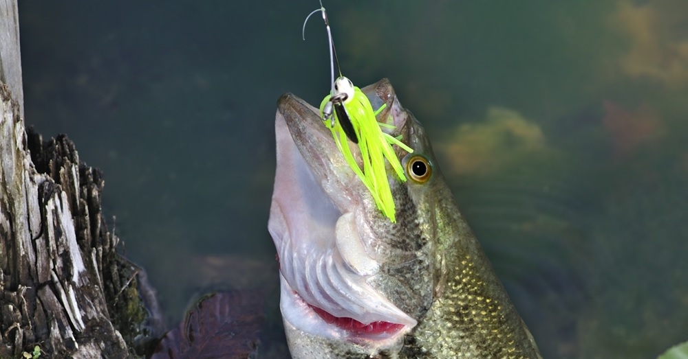 Build A Custom Spinnerbait In 15 Easy To Follow Steps