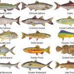 Gamefish Decals