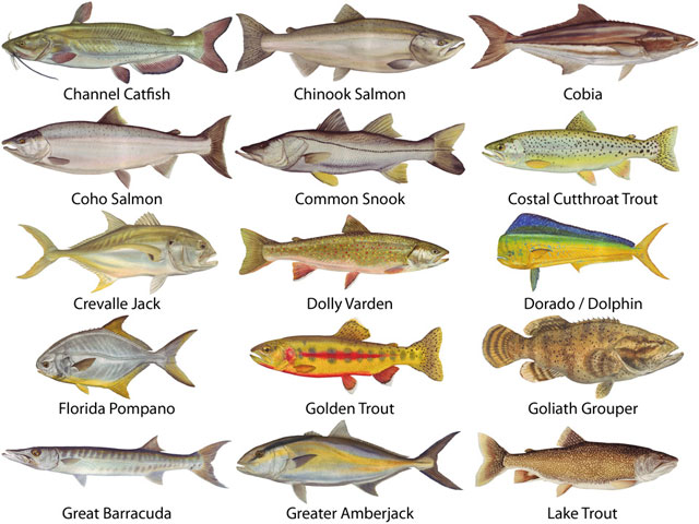 Gamefish Decals