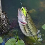 Step 15 – Go Fishing