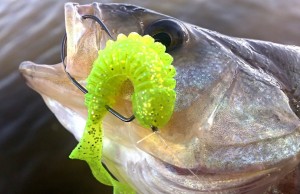Understanding Soft Plastic Lure Design Characteristics Understanding Soft Plastic Lure Design Characteristics