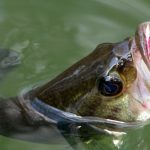 Do-It Essential Series Makes DIY Soft Plastics More Affordable