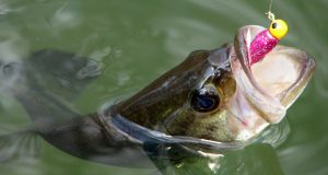 Do-It Essential Series Makes DIY Soft Plastics More Affordable Do-It Essential Series Makes DIY Soft Plastics More Affordable