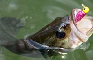 Do-It Essential Series Makes DIY Soft Plastics More Affordable Do-It Essential Series Makes DIY Soft Plastics More Affordable